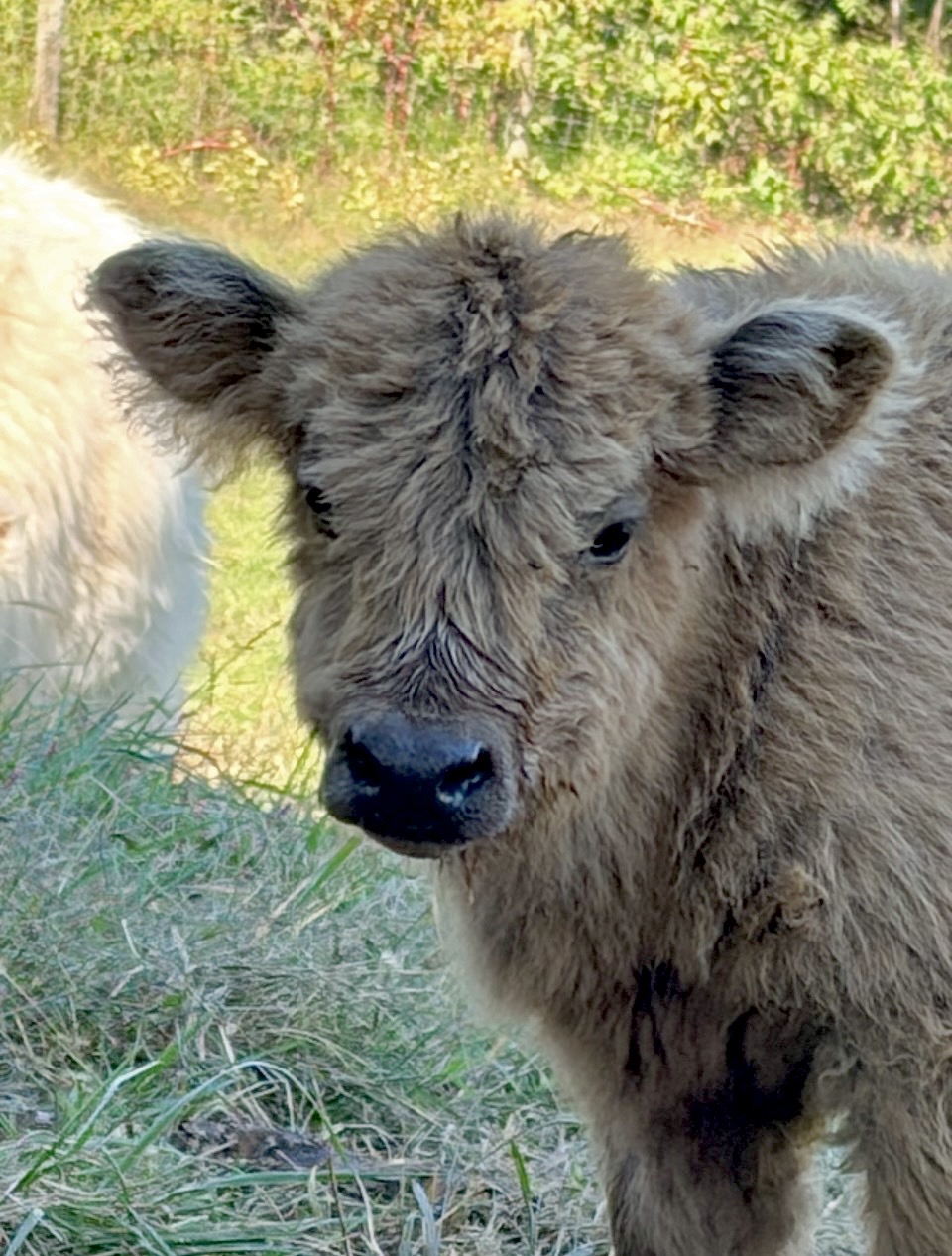 Elsa’s heifer calf