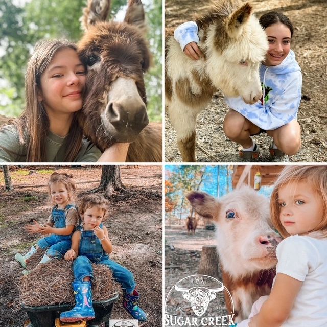 The Sugar Creek children with cattle and donkeys