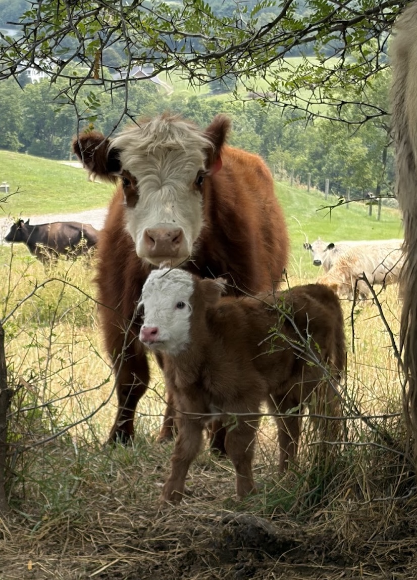 Ginger’s heifer calf