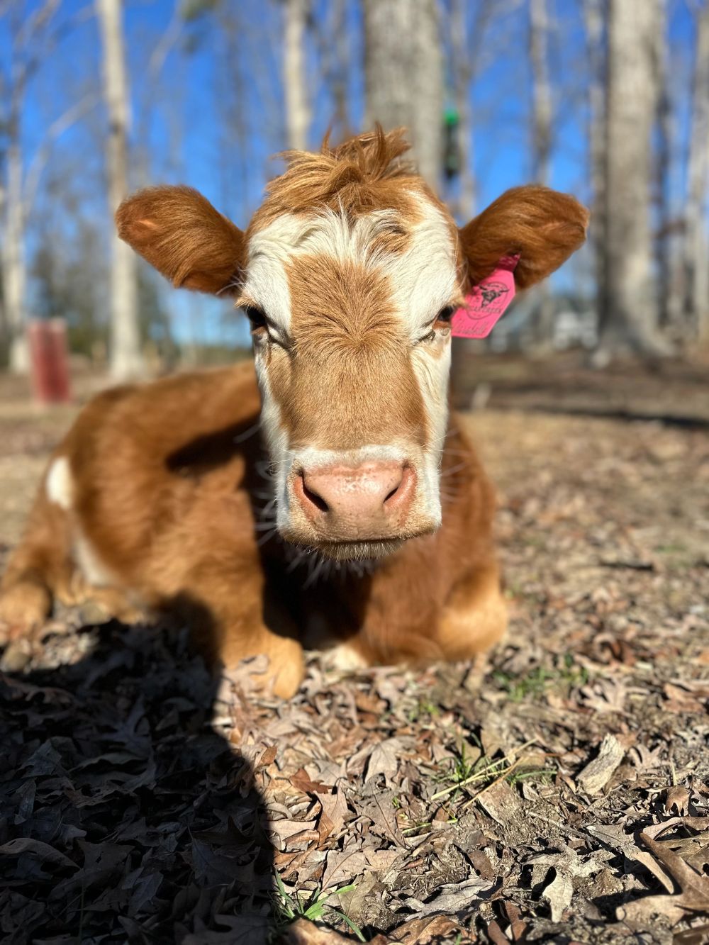 Clarabelle