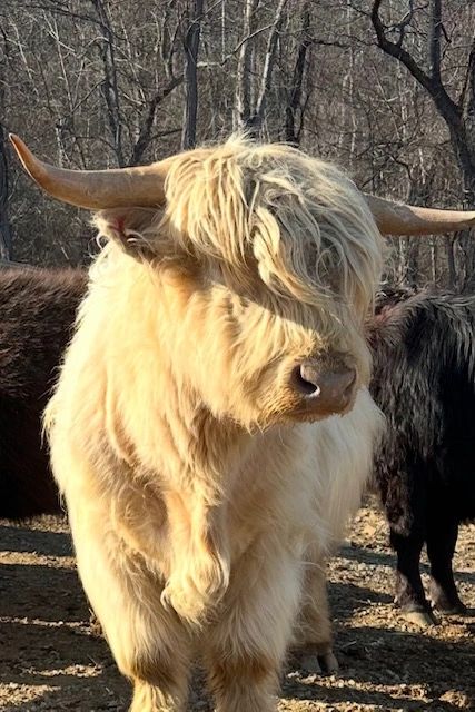 SCA Olaf, our white Highland bull