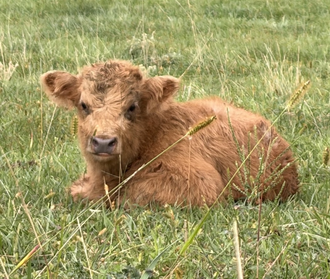 Inky’s heifer calf