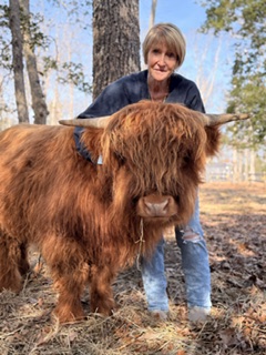 WC Ion, a red brindle Highland bull