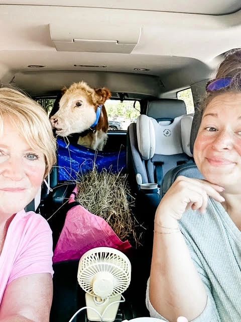 Jessie and Eva with a calf