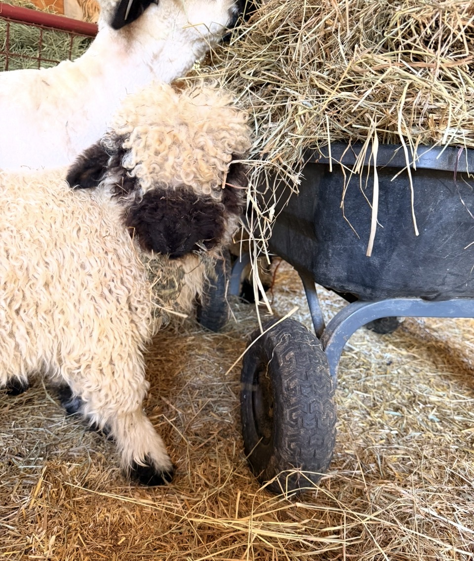 A Valais Blacknose sheep beside the hay feeder at Sugar Creek